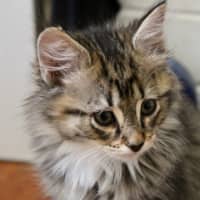 Photo of Boo