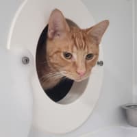 Photo of Butterscotch