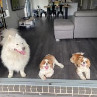 Photo of Loki   5 Year Old Samoyed