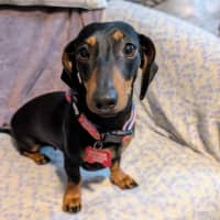 Photo of Rosie And Chase