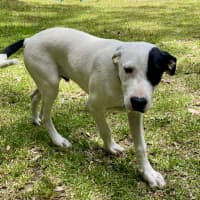 Photo of Teddy   5 Month Old Bull Arab X 