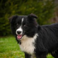Photo of Archie