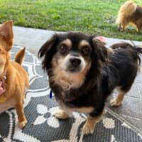 Photo of Sheila   5 Year Old Chihuahua X Pomeranian