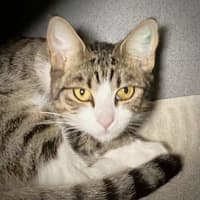 Photo of Cleo