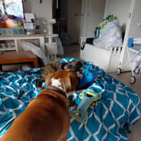 Photo of Mississippi Mud Pie