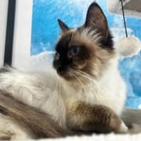 Photo of Athena