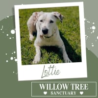 Photo of Lottie