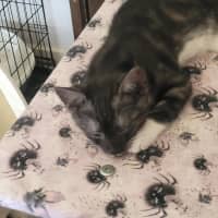 Photo of Belladonna *9 Lives Project Rescue*