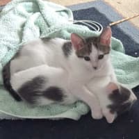 Photo of Bok Choy   Meet Me At Vets On Parker 