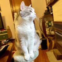 Photo of Miu Miu   Located In Reservoir 