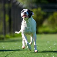 Photo of Tilly Imp 1094