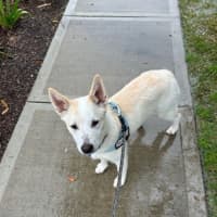Photo of Azlan   5 Month Old Border Collie X Shepherd