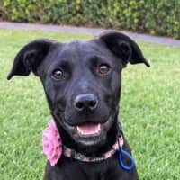 Photo of Hope   5 Month Old Mixed Breed