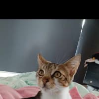 Photo of Frank Meet Me@Petstock Keysborough Store 