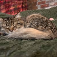 Photo of Marshmellow 