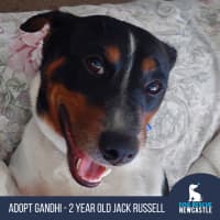 Photo of Gandhi   3 Year Old Jack Russell (Trial)