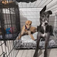 Photo of Ray, The Cat Tolerant Greyhound
