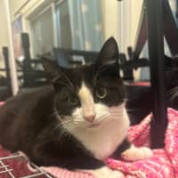 Photo of Felix   Tuxedo