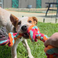 Photo of Duncan