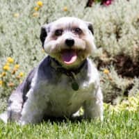 Photo of Lulu Lozano