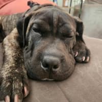 Photo of Sprout   9 Month Old Mastiff X