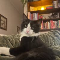 Photo of Sylvester 🐾