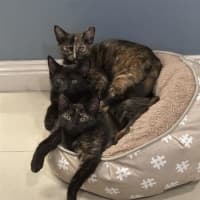 Photo of Chiko Meet Me@Petstock Keysborough Store 