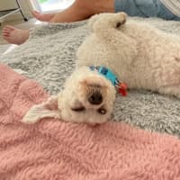 Photo of Little Miss Terra 