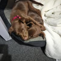 Photo of Oscar