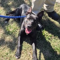 Photo of Miss Bambi (4286)