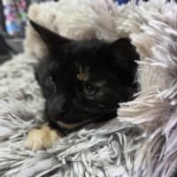 Photo of Tortie Girl