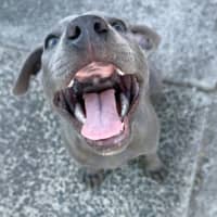 Photo of Velvet Teddy