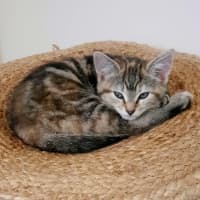 Photo of April *9 Lives Project Rescue*
