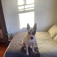 Photo of Demo   2 Year Old Staffy X