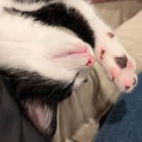Photo of Beans O'thunder