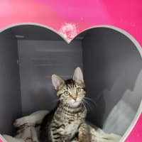 Photo of Gizmo