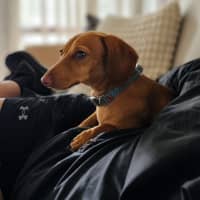 Photo of Oscar