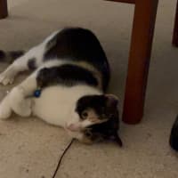 Photo of Uno