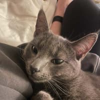 Photo of 🩶 Nico 🩶