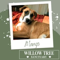 Photo of Mango