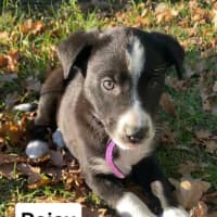 Photo of Daisy ~ 8 Week Old Border Collie X Puppy