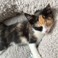 Photo of Cookie