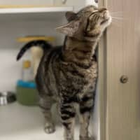 Photo of Lady