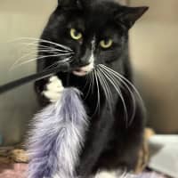 Photo of Zazu