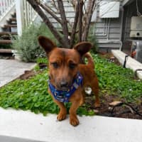 Photo of Cheezel
