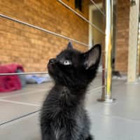 Photo of Panda   8 Week Old Domestic Shorthair