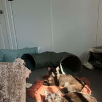 Photo of Tippa & Sooty   7 Month Old Domestic Medium Hair