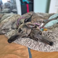 Photo of Jazzy, The 1 Year  Greyhound