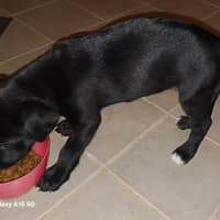 Photo of Karri