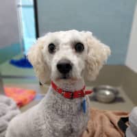 Photo of April (In Foster Care) (In Hold)